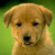 RobertShula's picture