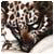 Victorvuz's picture