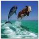 Seacow's picture