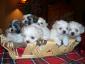 dogbreeders101's picture